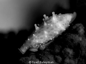 Cowrie
Canon 60D, 100 mm macro lens, +10 SubSee
ISO 200... by Iyad Suleyman 